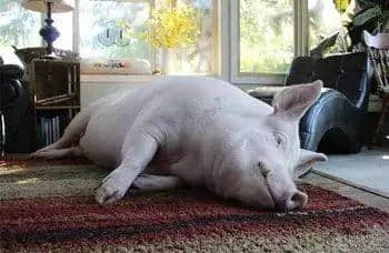 广东阿妈叫仔女起床嘅经典语录,总有一句兜巴星到你 广东阿妈叫仔女起床嘅经典语录,总有一句兜巴星到你