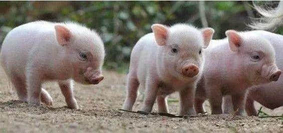 广州旧时用「契弟」嚟讽刺咩人?包你估唔到 广州旧时用「契弟」嚟讽刺咩人?包你估唔到