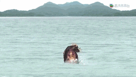 微信捉绑匪,黑社会卖奶粉,我越嚟越睇唔明依家嘅TVB! 微信捉绑匪,黑社会卖奶粉,我越嚟越睇唔明依家嘅TVB!