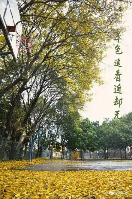 少女的鲜花,阿妈的汤渣 少女的鲜花,阿妈的汤渣