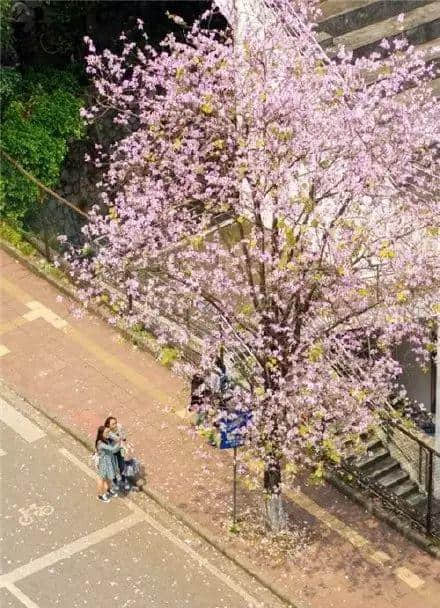 少女的鲜花,阿妈的汤渣 少女的鲜花,阿妈的汤渣