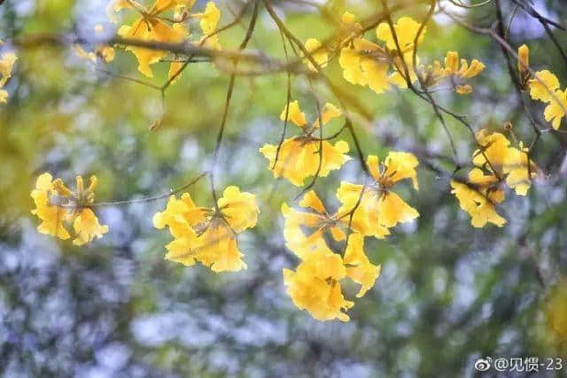 少女的鲜花,阿妈的汤渣 少女的鲜花,阿妈的汤渣