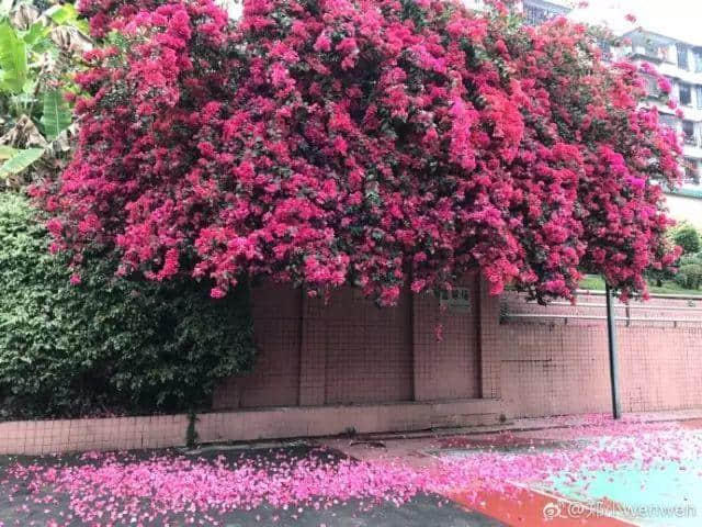 少女的鲜花,阿妈的汤渣 少女的鲜花,阿妈的汤渣