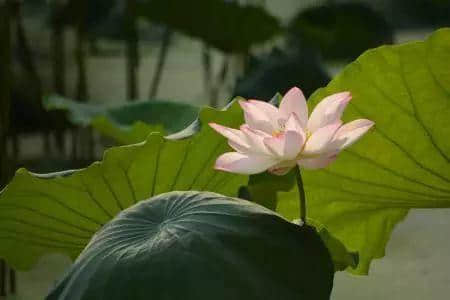 少女的鲜花,阿妈的汤渣 少女的鲜花,阿妈的汤渣