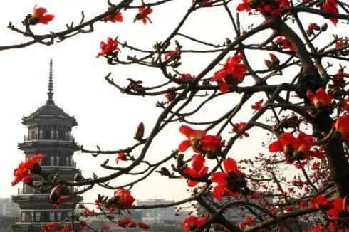 少女的鲜花,阿妈的汤渣 少女的鲜花,阿妈的汤渣