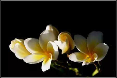 少女的鲜花,阿妈的汤渣 少女的鲜花,阿妈的汤渣