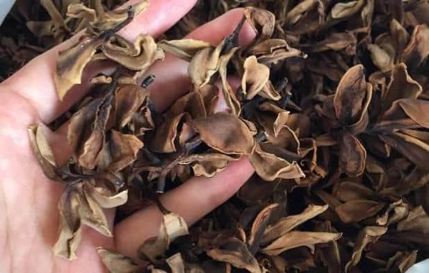 少女的鲜花,阿妈的汤渣 少女的鲜花,阿妈的汤渣