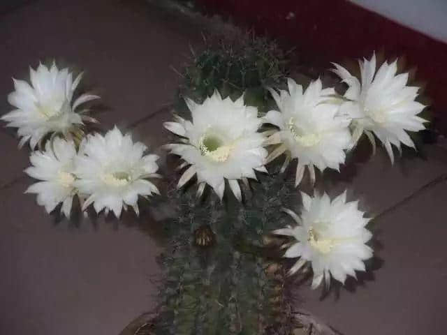 少女的鲜花,阿妈的汤渣 少女的鲜花,阿妈的汤渣