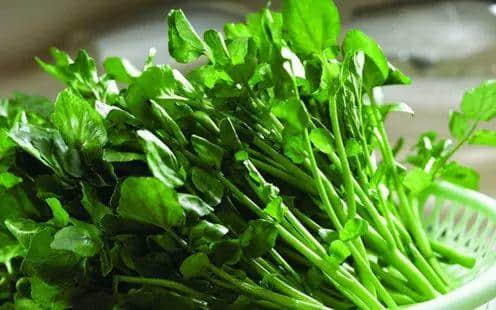 广州数十万男子与「菜」相爱多年,毫不自知 广州数十万男子与「菜」相爱多年,毫不自知