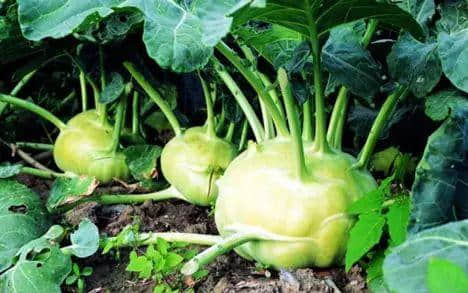 广州数十万男子与「菜」相爱多年,毫不自知 广州数十万男子与「菜」相爱多年,毫不自知