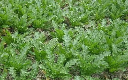 广州数十万男子与「菜」相爱多年,毫不自知 广州数十万男子与「菜」相爱多年,毫不自知