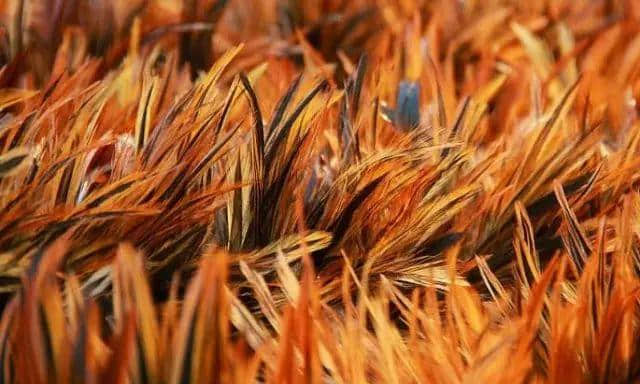 世界名牌嘅本地花名,睇完笑到Chok亲条颈 世界名牌嘅本地花名,睇完笑到Chok亲条颈