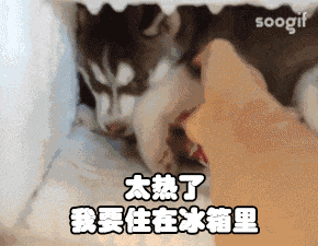 在广东,你永远不知道“冬天”和“明年”哪个先来 在广东,你永远不知道“冬天”和“明年”哪个先来