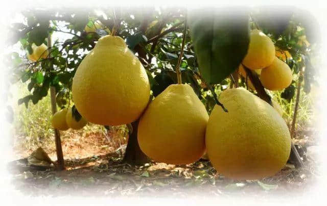 係碌柚，唔系囉柚！！！