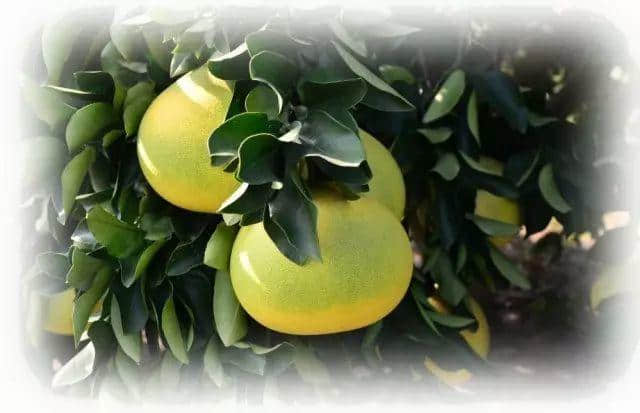 係碌柚，唔系囉柚！！！