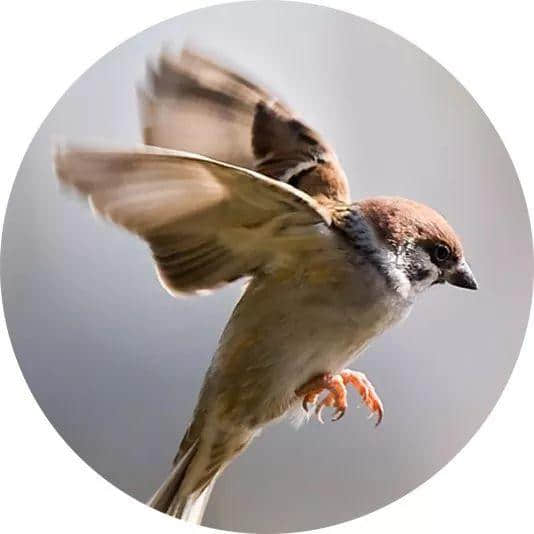 粤闻悦说:百万雄师打麻雀 粤闻悦说:百万雄师打麻雀