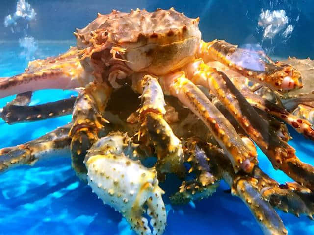 首间食蟹专门店进驻广州，野生美味强势来袭！