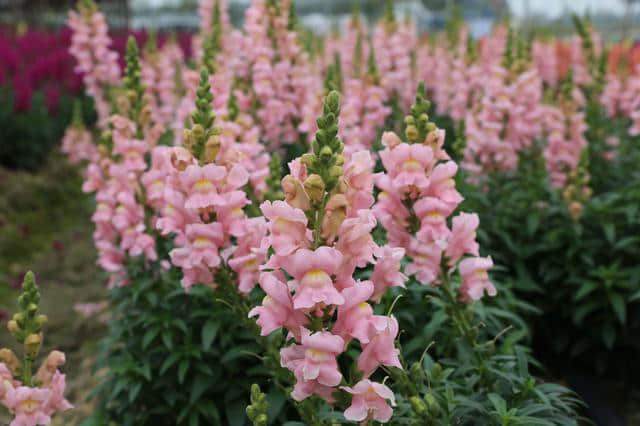 离广佛最近的高山花海，情人节男朋友不带你去就分手吧