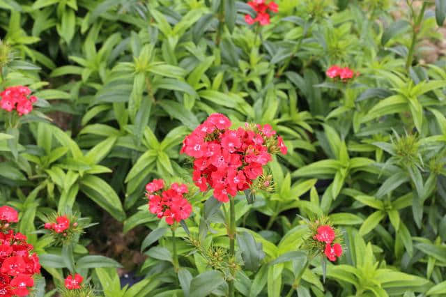 离广佛最近的高山花海，情人节男朋友不带你去就分手吧