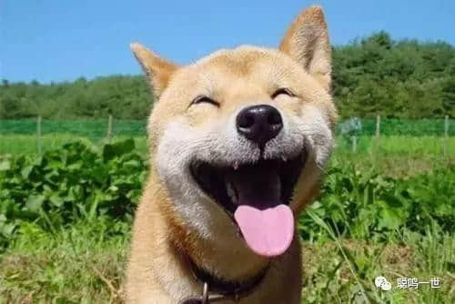 说你“烚熟狗头”,是赞你还是骂你? 说你“烚熟狗头”,是赞你还是骂你?