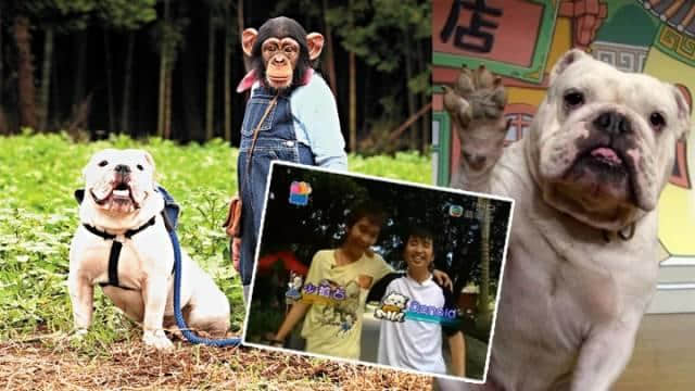 《阿笨与阿占》嘅阿占走咗,呢对童年CP你仲记得吗? 《阿笨与阿占》嘅阿占走咗,呢对童年CP你仲记得吗?