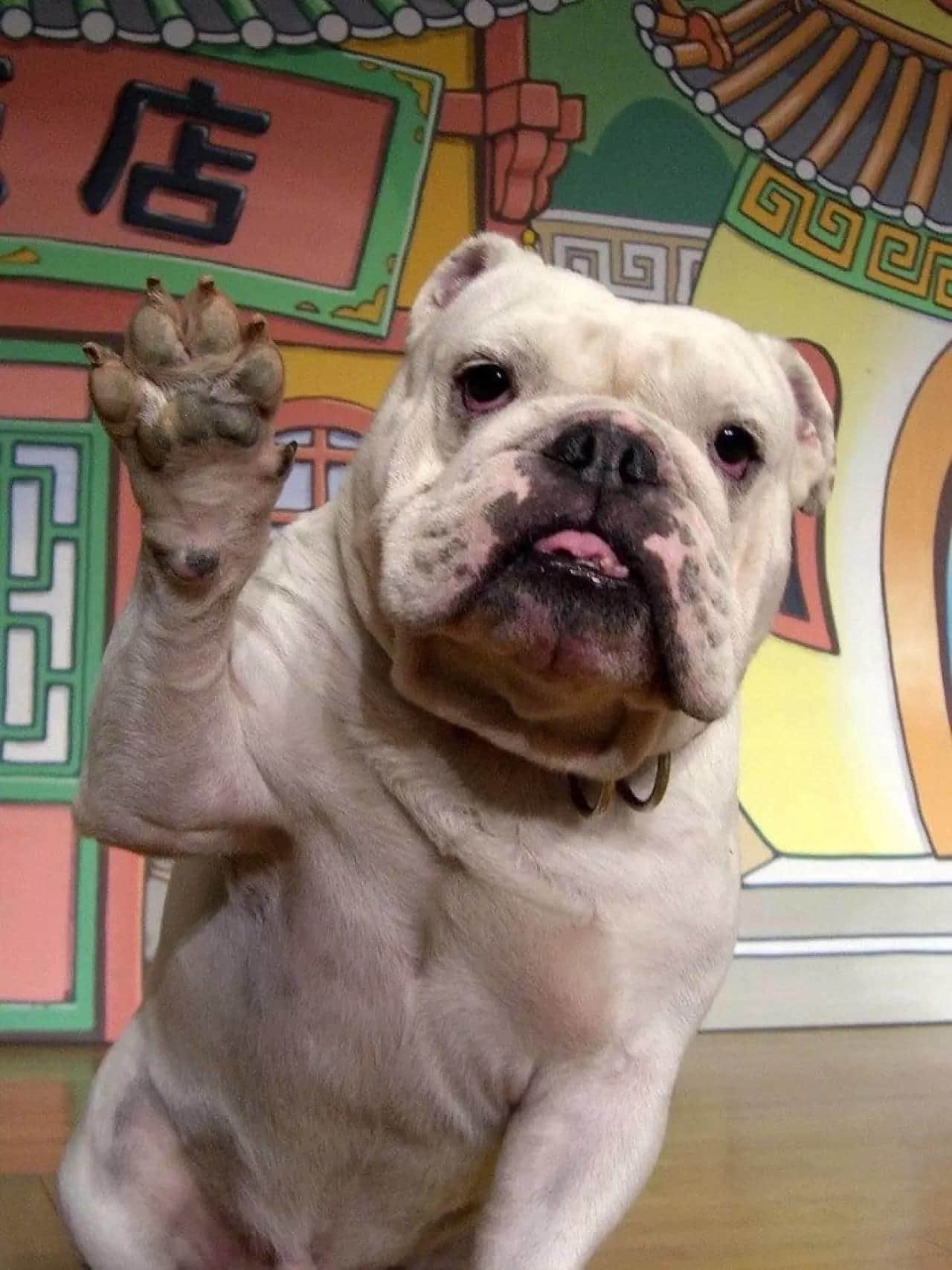 《阿笨与阿占》嘅阿占走咗,呢对童年CP你仲记得吗? 《阿笨与阿占》嘅阿占走咗,呢对童年CP你仲记得吗?