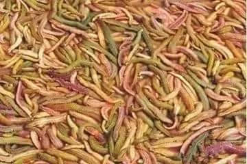 外地人理解唔到嘅广州美食,全程高能冇尿点…… 外地人理解唔到嘅广州美食,全程高能冇尿点……