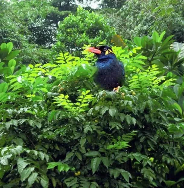 喺广州人把口度，水果唔单止攞嚟食，仲可以用嚟讲！
