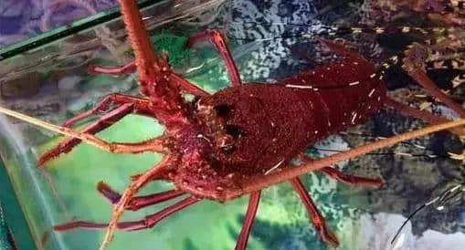 广州人气海鲜市场逐个数,识饮识食至巴闭! 广州人气海鲜市场逐个数,识饮识食至巴闭!