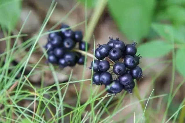 饮落似风油,闻落似皮炎平,但佢系广东人童年最爱嘅饮料。 饮落似风油,闻落似皮炎平,但佢系广东人童年最爱嘅饮料。