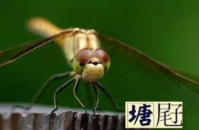 越嚟越少人用嘅粤语“老词”,你仲识得几多? 越嚟越少人用嘅粤语“老词”,你仲识得几多?