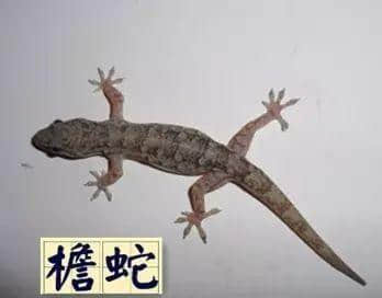 越嚟越少人用嘅粤语“老词”,你仲识得几多? 越嚟越少人用嘅粤语“老词”,你仲识得几多?