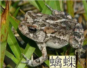 越嚟越少人用嘅粤语“老词”,你仲识得几多? 越嚟越少人用嘅粤语“老词”,你仲识得几多?