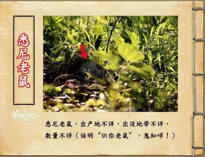 如果JK罗琳系广州人,《神奇动物在哪里》至少出7集! 如果JK罗琳系广州人,《神奇动物在哪里》至少出7集!