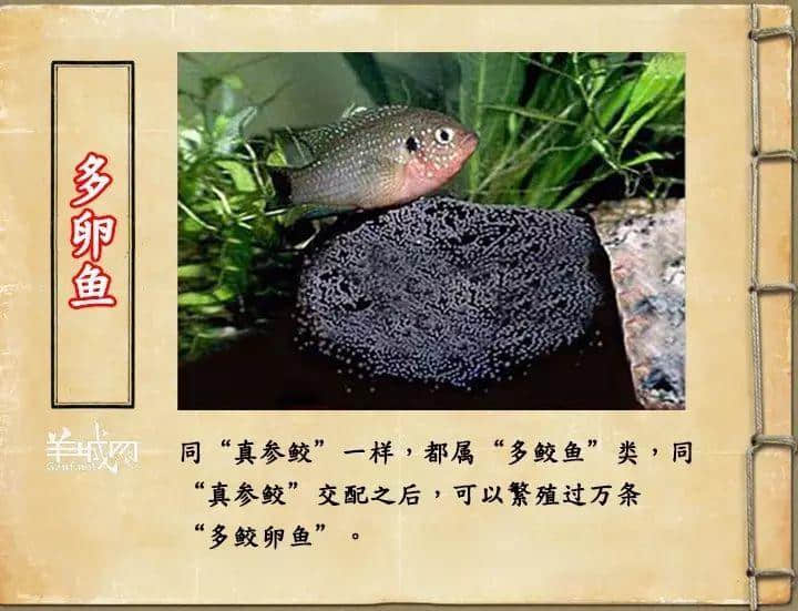 如果JK罗琳系广州人,《神奇动物在哪里》至少出7集! 如果JK罗琳系广州人,《神奇动物在哪里》至少出7集!