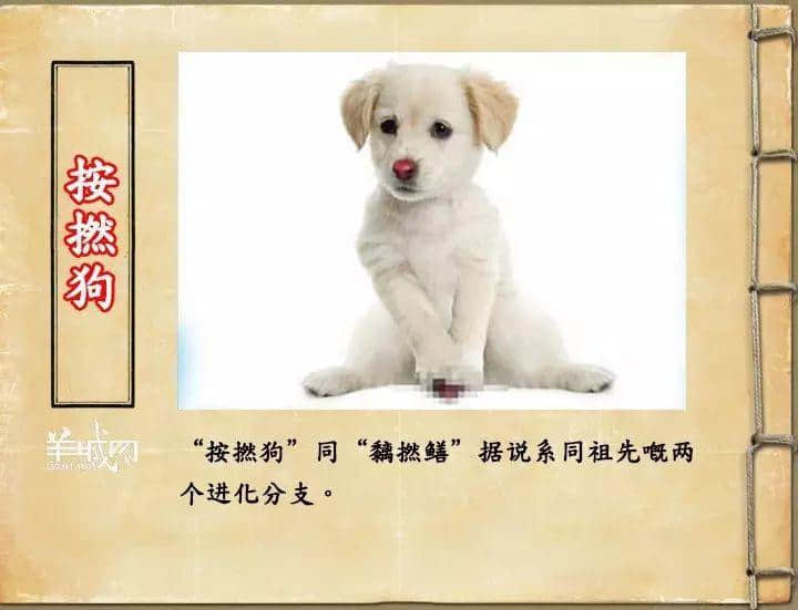 如果JK罗琳系广州人,《神奇动物在哪里》至少出7集! 如果JK罗琳系广州人,《神奇动物在哪里》至少出7集!