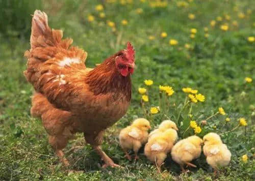 淡茂茂,血淋淋,只有广府人先会钟意呢道菜 淡茂茂,血淋淋,只有广府人先会钟意呢道菜