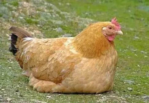 淡茂茂,血淋淋,只有广府人先会钟意呢道菜 淡茂茂,血淋淋,只有广府人先会钟意呢道菜