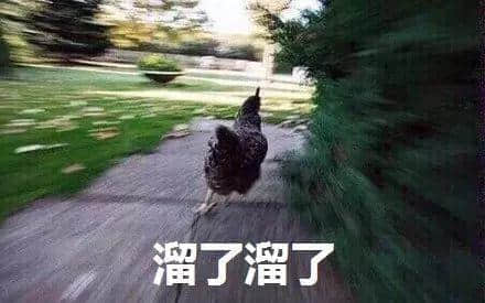 没有一只鸡能活着走出广州 没有一只鸡能活着走出广州