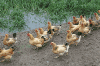 没有一只鸡能活着走出广州 没有一只鸡能活着走出广州