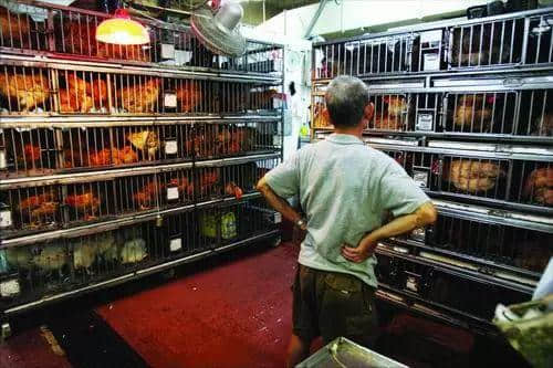 没有一只鸡能活着走出广州 没有一只鸡能活着走出广州