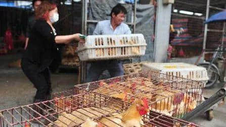 没有一只鸡能活着走出广州 没有一只鸡能活着走出广州