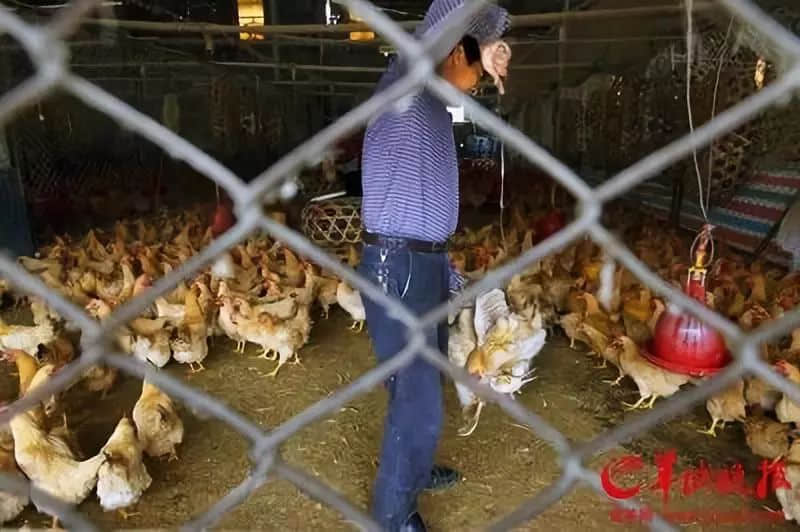 “食在广州”是不是名过其实? “食在广州”是不是名过其实?