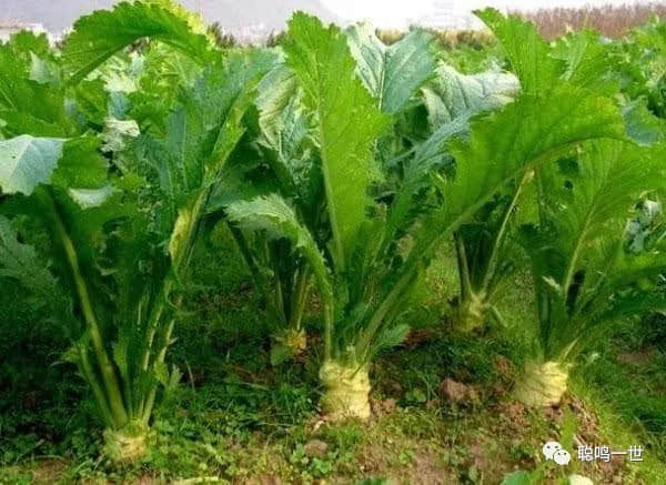 孩子成了“生骨大头菜”是谁之过? 孩子成了“生骨大头菜”是谁之过?