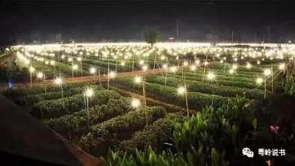 粤岭讲故事||花田往事知多少 粤岭讲故事||花田往事知多少