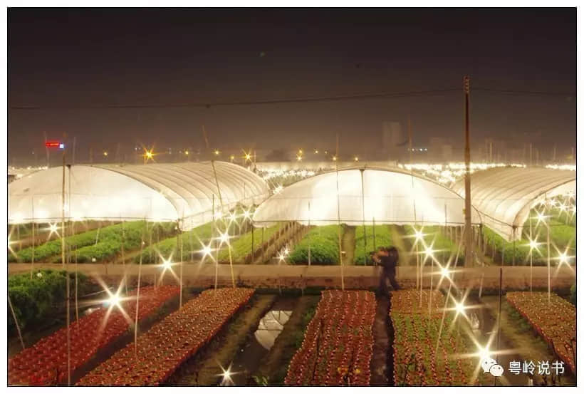 粤岭讲故事||花田往事知多少 粤岭讲故事||花田往事知多少