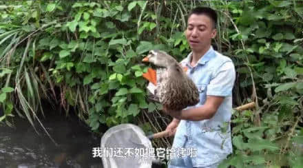 地表最凶残物种：没有感情的广东人