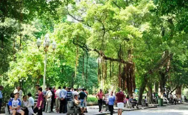 广州再多高楼,都不如小时候嘅榕树头 广州再多高楼,都不如小时候嘅榕树头