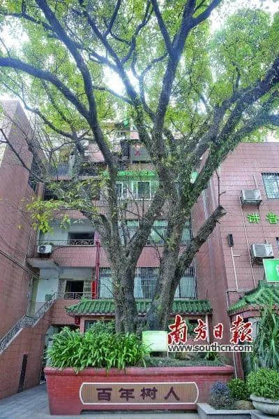 广州再多高楼,都不如小时候嘅榕树头 广州再多高楼,都不如小时候嘅榕树头