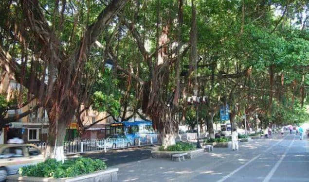 广州再多高楼,都不如小时候嘅榕树头 广州再多高楼,都不如小时候嘅榕树头